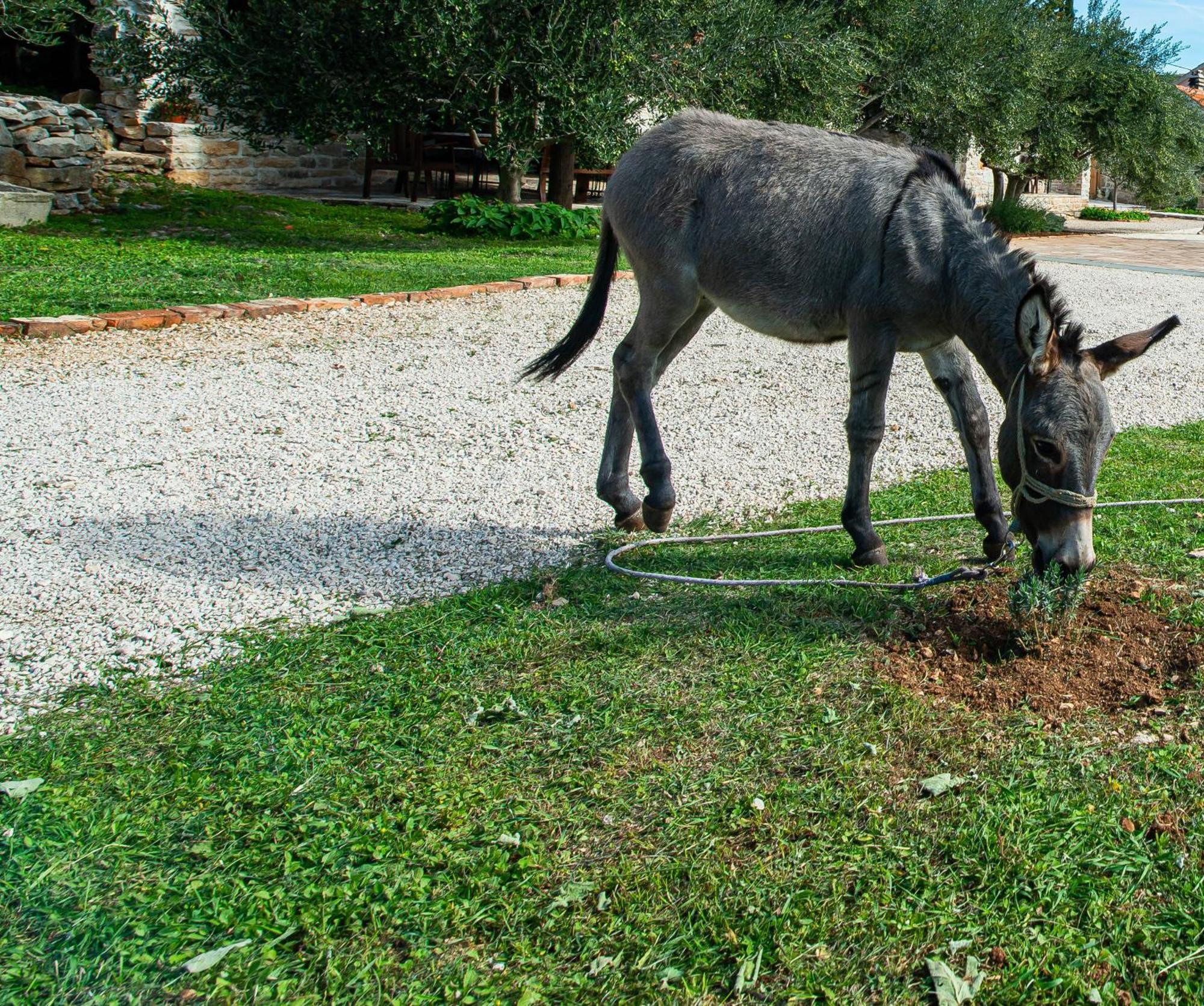 Dalmatian Country House Irena Bruska Bagian luar foto